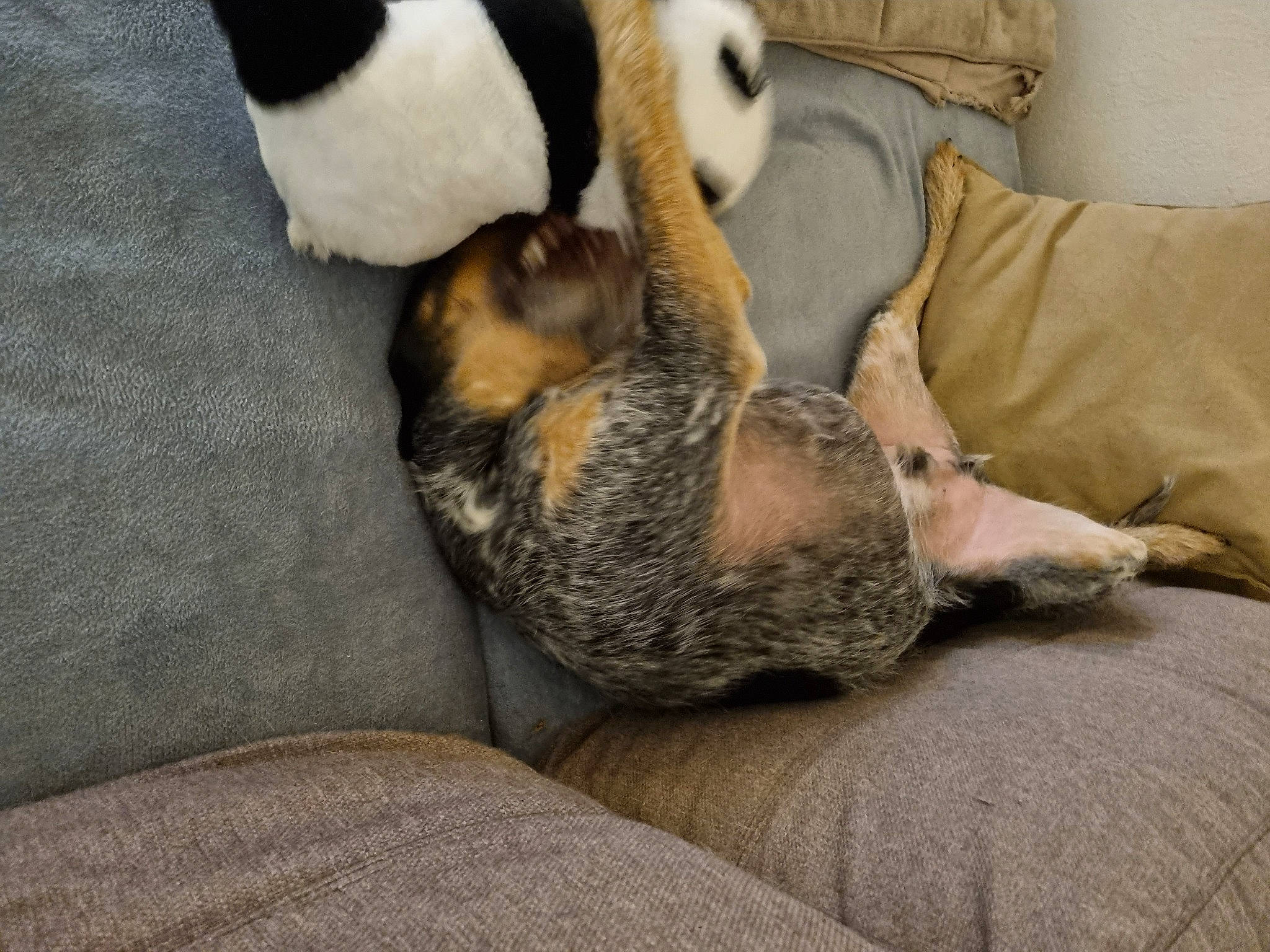 Samy a rejoint le concours — aidez-le/la à gagner de superbes lots ! carnivore, claw, comfort, companion_dog, couch, dog, dog_breed, domestic_short_haired_cat, fawn, felidae, fur, grey, linens, nap, paw, small_to_medium_sized_cats, tail, terrestrial_animal, whiskers, wood