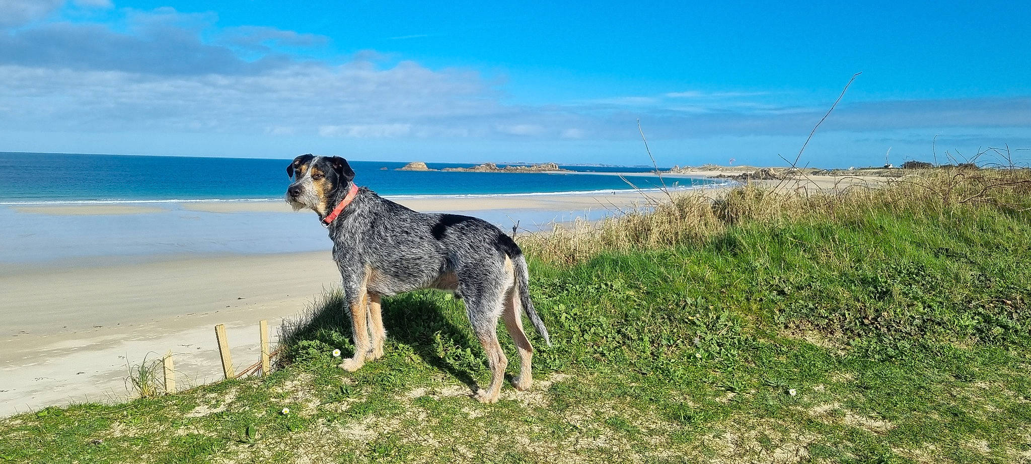 Samy participe au concours pour gagner de l'argent avec cette photo : beach, carnivore, cloud, coast, collar, dog, dog_breed, grass, grassland, horizon, lake, landscape, ocean, plant, sky, sporting_group, tail, water, water_dog, working_animal