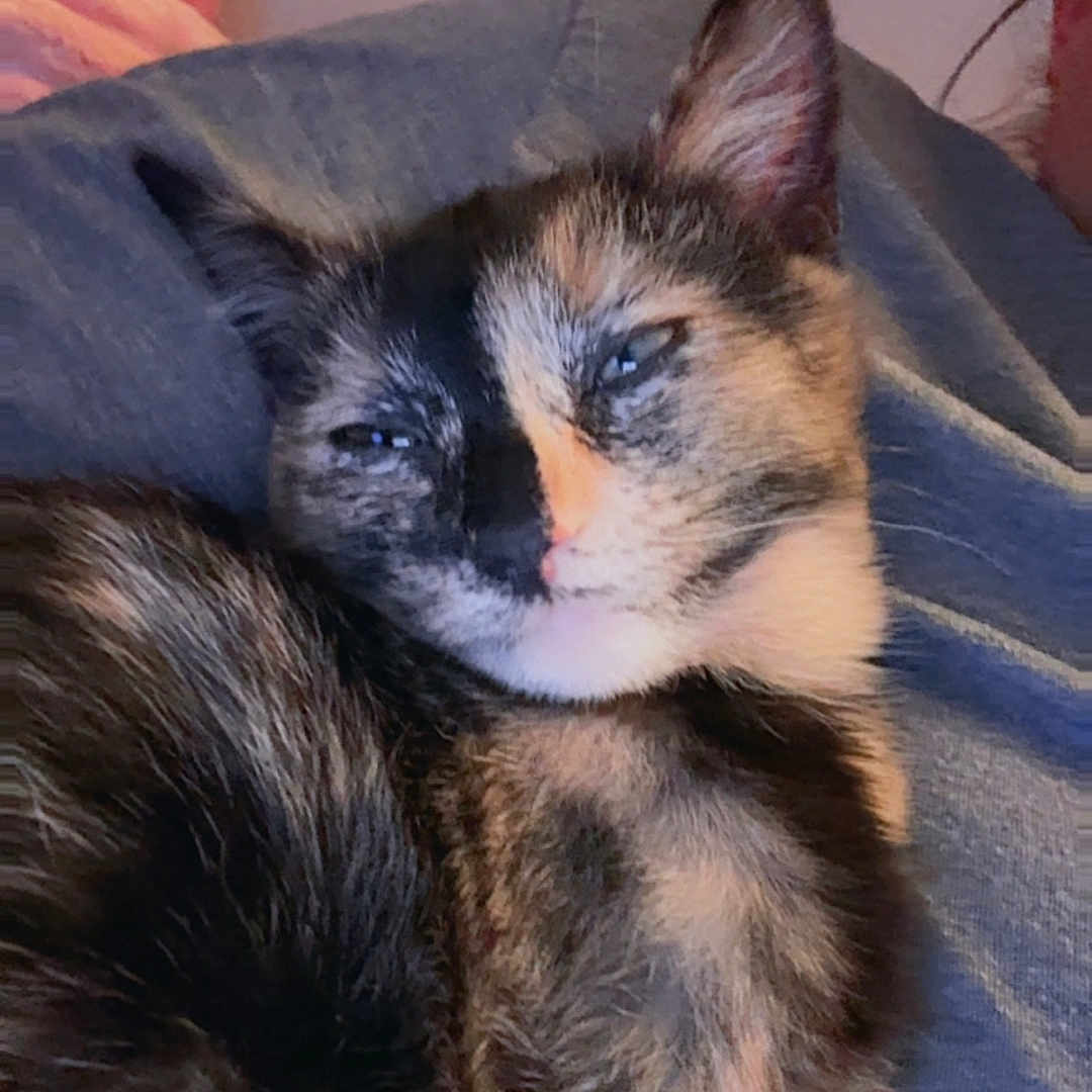 Cali Jo is registered to the contest to win money with this photo: animal, cat, closeup, comfort, cozy, cute, ears, feline, fluffy, fur, grey_fabric, indoor, pet, portrait, relaxed, resting, sleepy, soft_lighting, tortoiseshell, whiskers