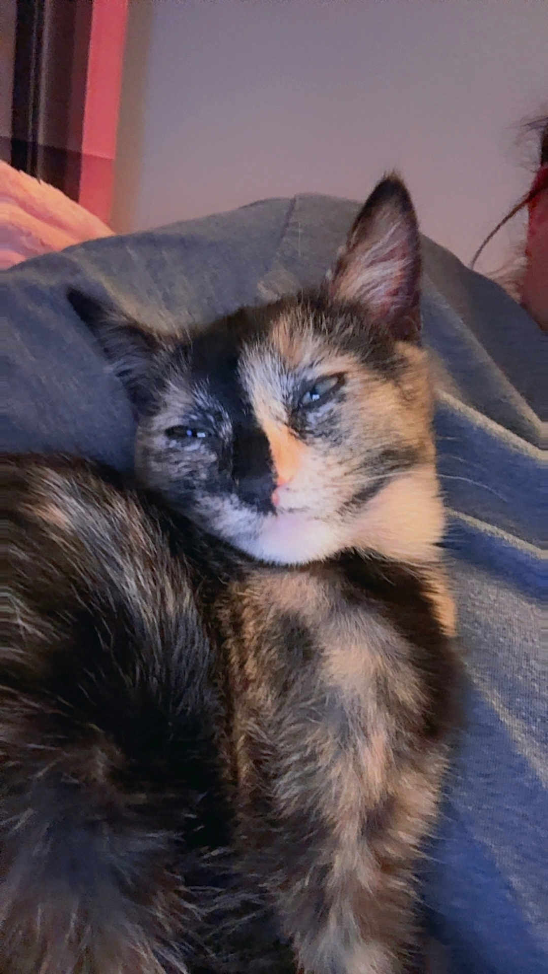 Cali Jo is registered to the contest to win money with this photo: cat, tortoiseshell, fur, sleepy, relaxed, cozy, grey_fabric, indoor, pet, animal, whiskers, ears, closeup, soft_lighting, feline, cute, resting, comfort, portrait, fluffy