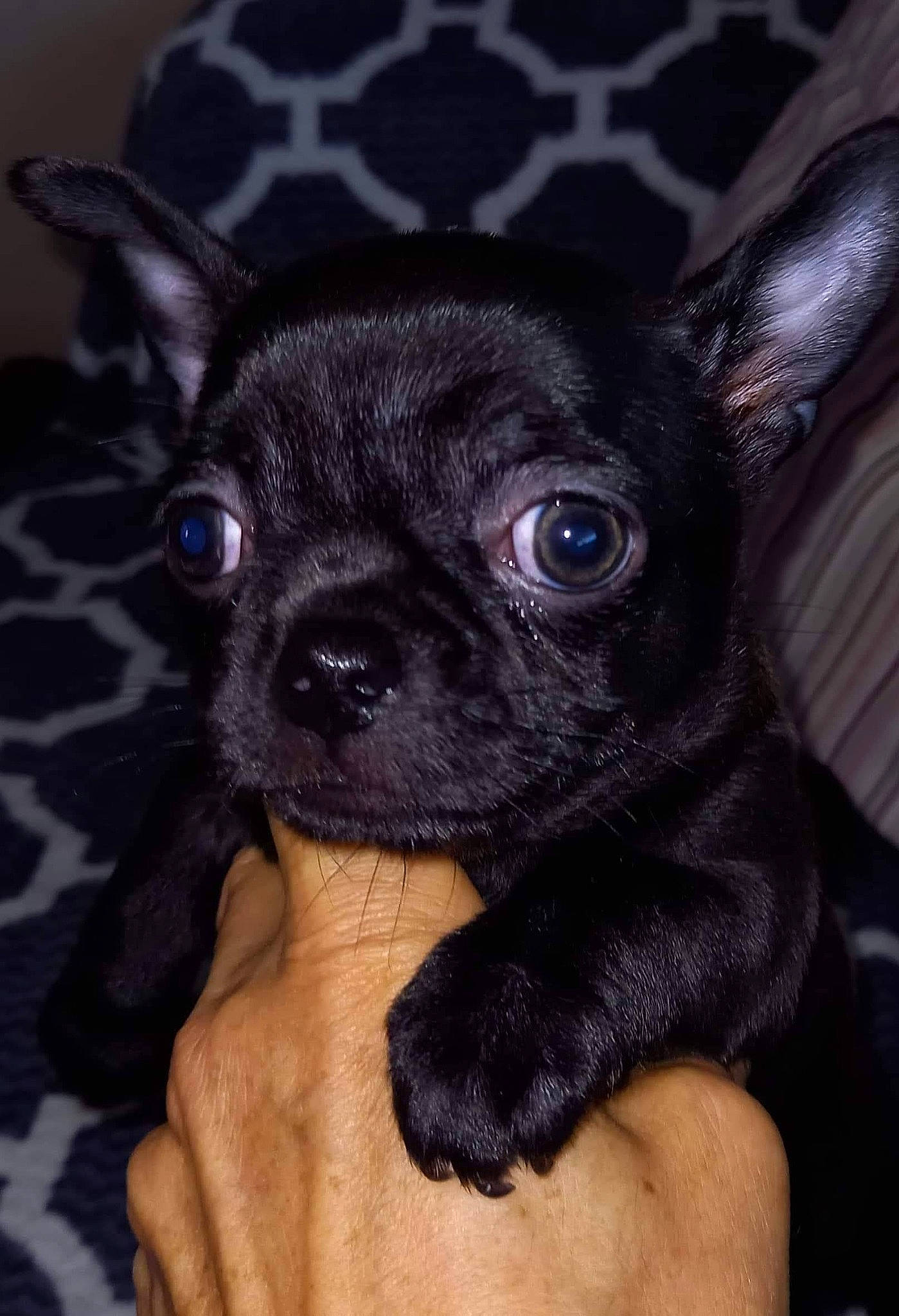 Roxy participe au concours pour gagner de l'argent avec cette photo : cameras_optics, canidae, carnivore, companion_dog, dog, dog_breed, ear, fawn, fur, mammal, non_sporting_group, puppy, reflex_camera, snout, sporting_group, terrestrial_animal, toy_dog, whiskers, working_animal
