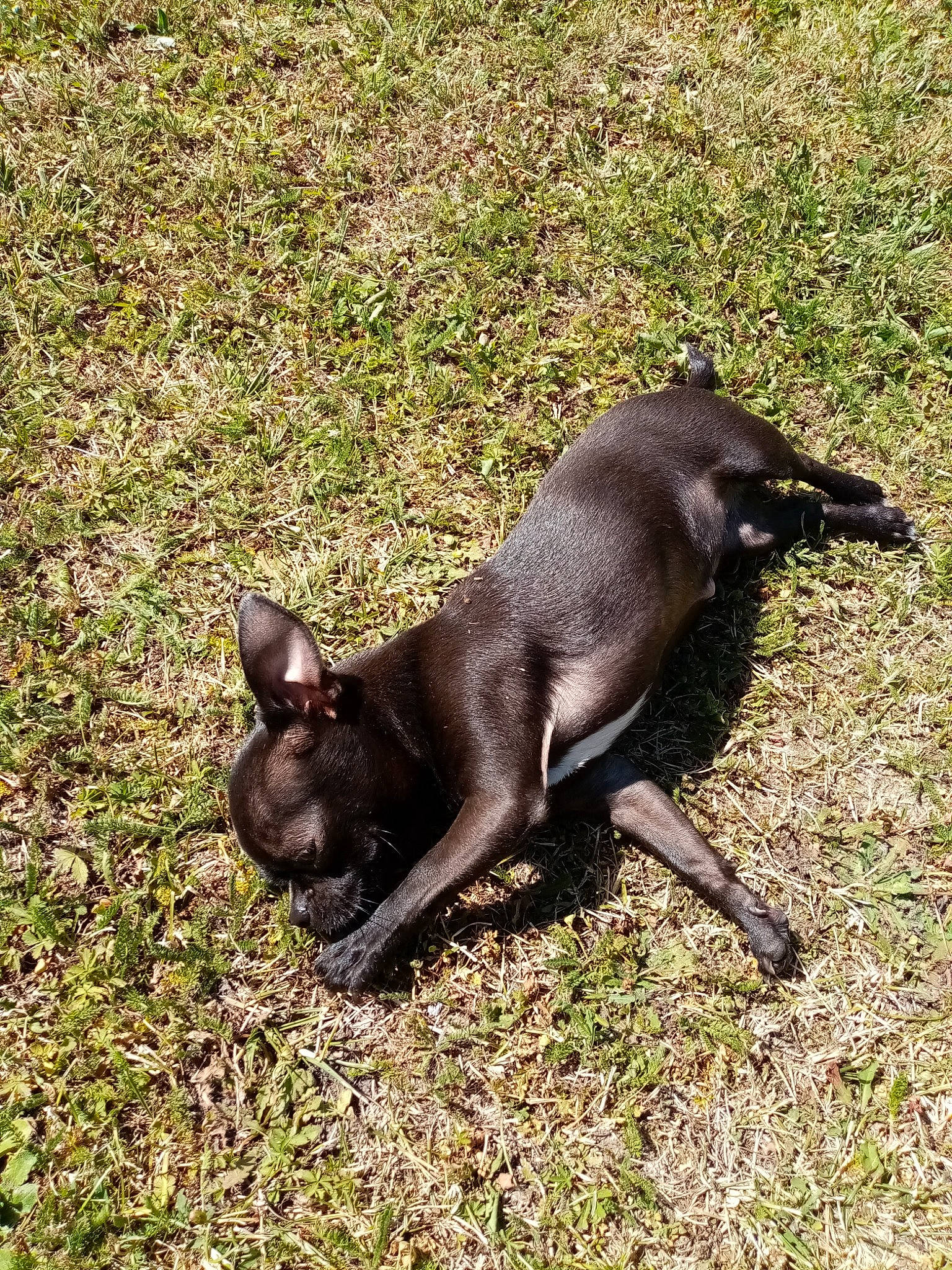 Roxy participe au concours pour gagner de l'argent avec cette photo : canidae, carnivore, companion_dog, dog, dog_breed, dog_collar, fashion_accessory, fawn, grass, liver, mexican_hairless_dog, non_sporting_group, snout, sporting_group, tail, terrestrial_animal, toy_dog, working_animal