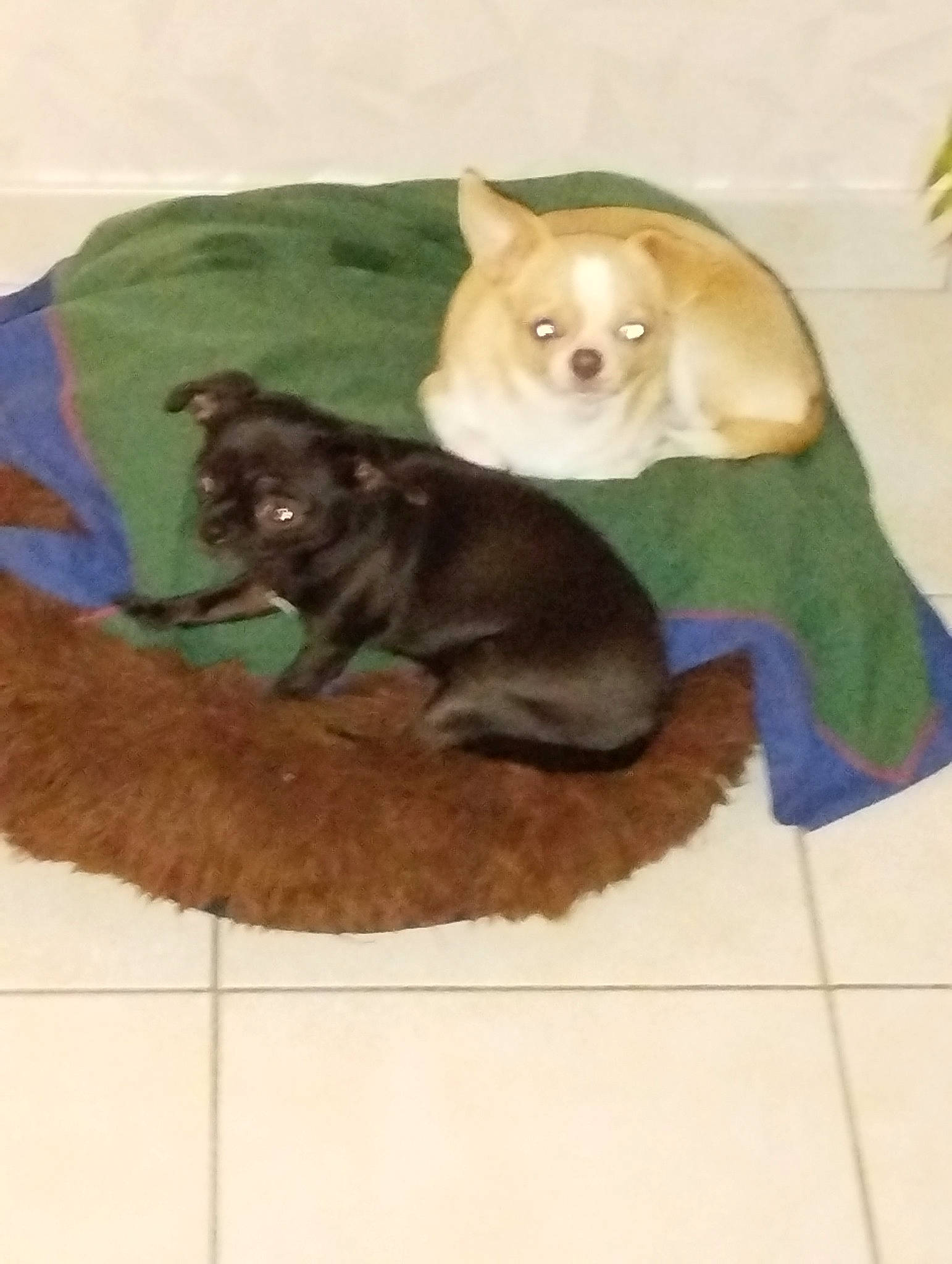 Roxy a rejoint le concours — aidez-le/la à gagner de superbes lots ! canidae, carnivore, comfort, companion_dog, dog, dog_breed, dog_supply, fawn, fur, linens, liver, non_sporting_group, pet_supply, puppy, snout, sporting_group, tail, terrestrial_animal, toy_dog, working_animal