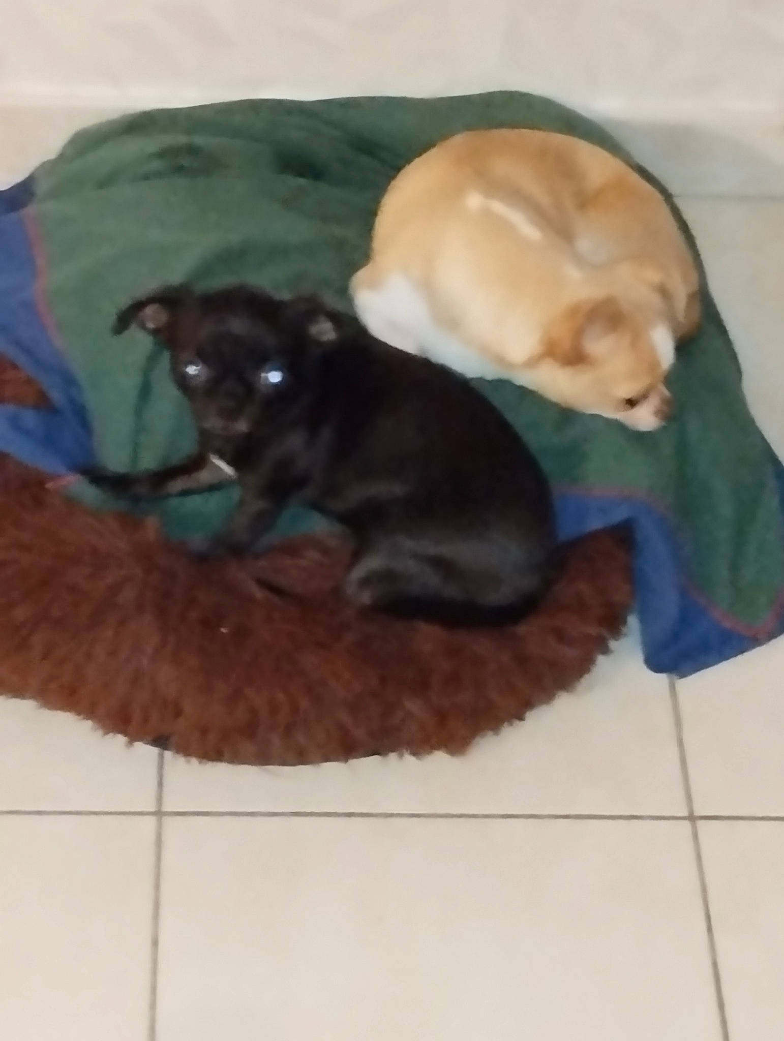 Peluche a rejoint le concours — aidez-le/la à gagner de superbes lots ! black_cat, brown, carnivore, comfort, companion_dog, dog, dog_breed, fawn, felidae, linens, liver, mammal, pet_supply, small_to_medium_sized_cats, snout, tail, terrestrial_animal, toy_dog, whiskers, working_animal