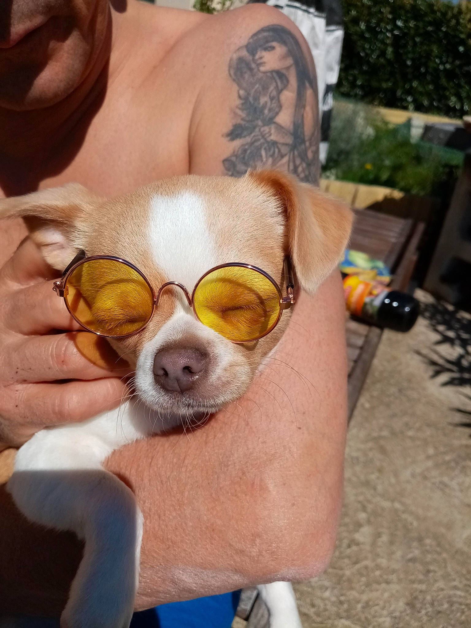 Peluche participe au concours pour gagner de l'argent avec cette photo : arm, chest, companion_dog, eye, eyewear, fawn, finger, gesture, glasses, hand, happy, head, human_leg, personal_protective_equipment, snout, sunglasses, temporary_tattoo, thigh, trunk, vision_care