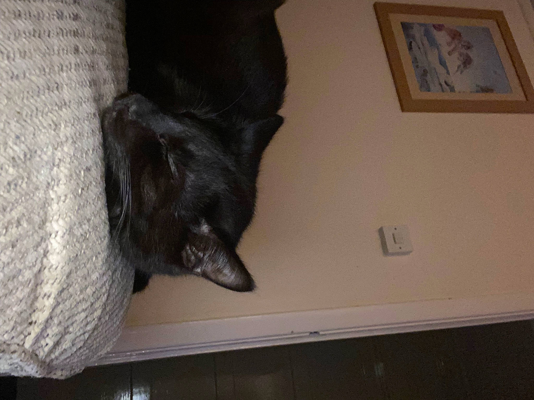 Jeff is registered to the contest to win money with this photo: black_cat, canidae, carnivore, cat, comfort, companion_dog, dog_breed, domestic_short_haired_cat, felidae, flooring, fur, grey, hardwood, picture_frame, room, small_to_medium_sized_cats, sporting_group, tail, whiskers, wood