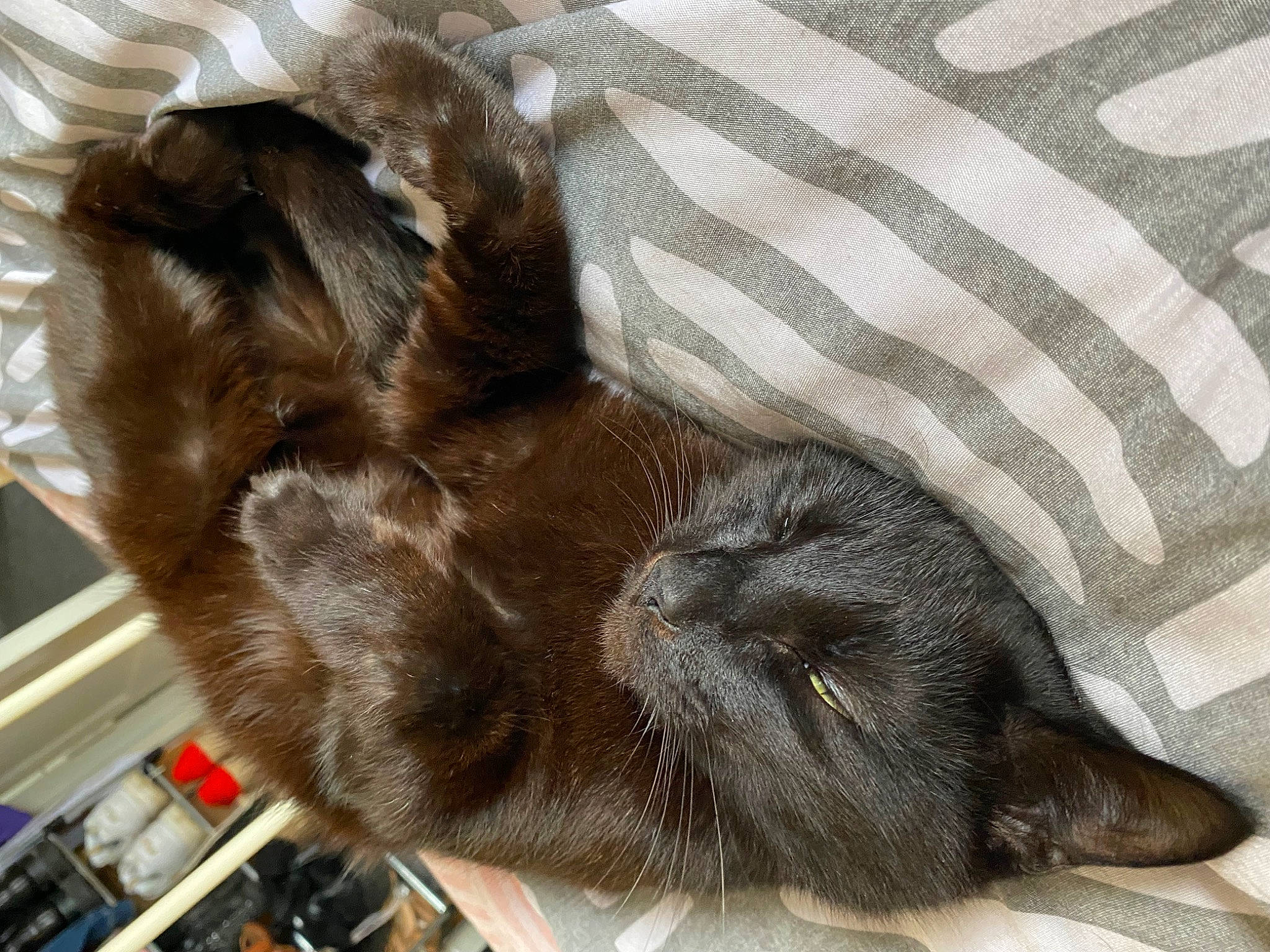 Jeff joined the competition — help win amazing prizes! carnivore, cat, claw, comfort, dog_breed, domestic_short_haired_cat, ear, fawn, felidae, fur, liver, mammal, nap, pattern, small_to_medium_sized_cats, sporting_group, tail, vertebrate, whiskers