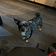 Eclipse is registered to the contest to win money with this photo: animal, black_and_white_dog, blurry, brown_floor, cabinets, cute, dog, domestic, ears_up, flooring, indoor, kitchen, motion, motion_blur, pet, small_dog, spot_pattern, standing, tail_wagging, wooden_floor
