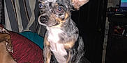 Eclipse joined the competition — help win amazing prizes! alert, animal, black, brown, couch, cozy, curtains, dog, door, ears_up, front_paw, furniture, home, indoor, looking, pet, small_dog, speckled_coat, television, white
