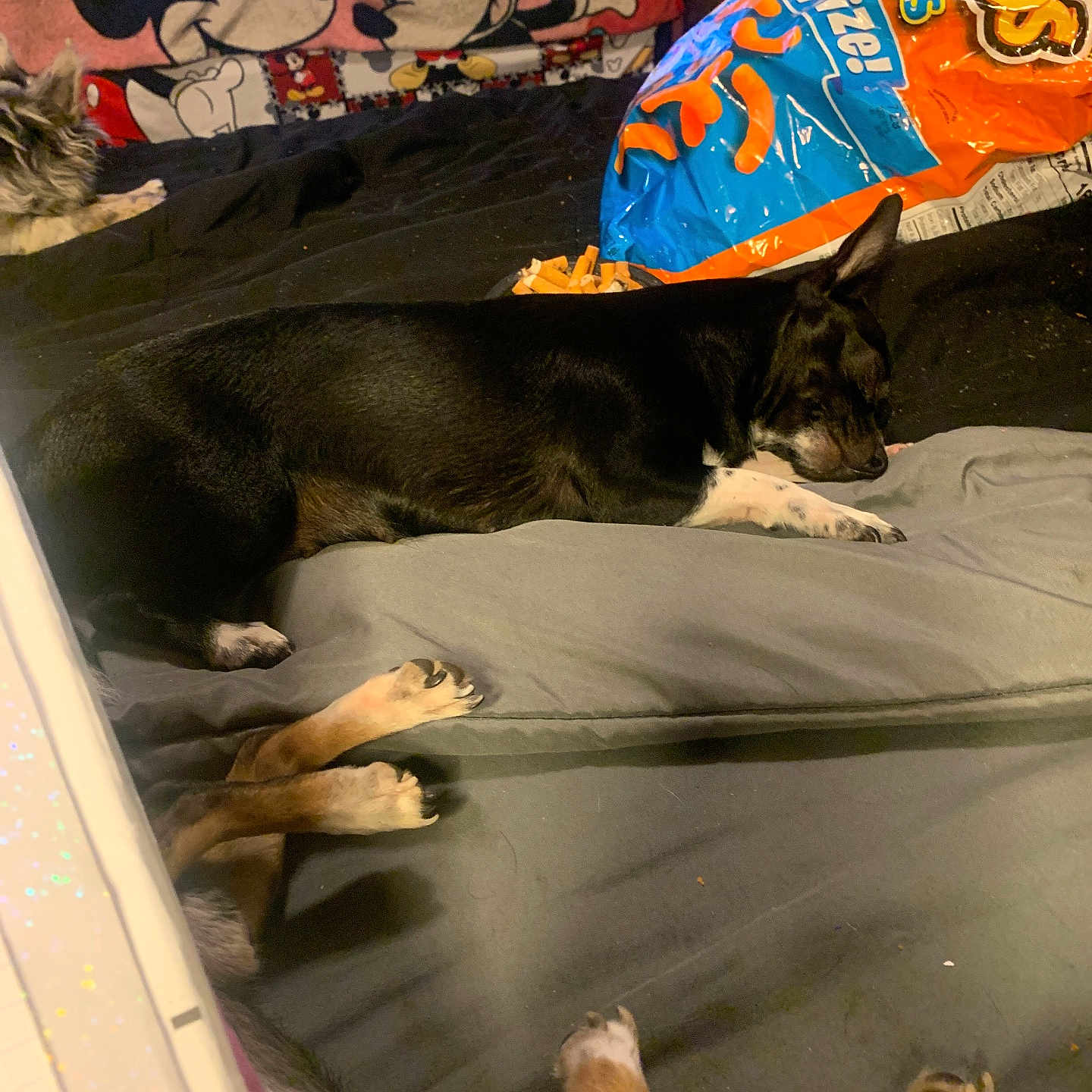 Oreo joined the competition — help win amazing prizes! animal, bed, black_dog, blanket, cheetos, cozy, dog, fabric, furry, home, indoor, mickey_mouse, minnie_mouse, paws, pets, relaxing, resting, sleeping, snacks, two_dogs