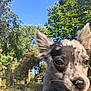 Hay Da Bay Bsy joined the competition — help win amazing prizes! puppy, dog, close_up, ears, grass, outdoor, sunny, nature, trees, blue_sky, speckled, nose, pet, animal, young, fur, head, whiskers, backyard, daytime