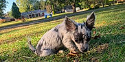 Hay Da Bay Bsy is registered to the contest to win money with this photo: dog, puppy, grass, outdoor, daylight, ears, curious, suburban, tree, house, nature, animal, pet, small_dog, sunlight, yard, leaf, black_and_white, playful, canine