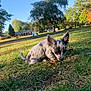 animal, black_and_white, canine, curious, daylight, dog, ears, grass, house, leaf, nature, outdoor, pet, playful, puppy, small_dog, suburban, sunlight, tree, yard