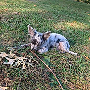 Hay Da Bay Bsy joined the competition — help win amazing prizes! puppy, dog, grass, outdoor, stick, leaves, nature, park, animal, pet, small_dog, spotted, lying_down, chewing, daylight, peaceful, young_dog, canine, fall, calm