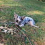 animal, calm, canine, chewing, daylight, dog, fall, grass, leaves, lying_down, nature, outdoor, park, peaceful, pet, puppy, small_dog, spotted, stick, young_dog