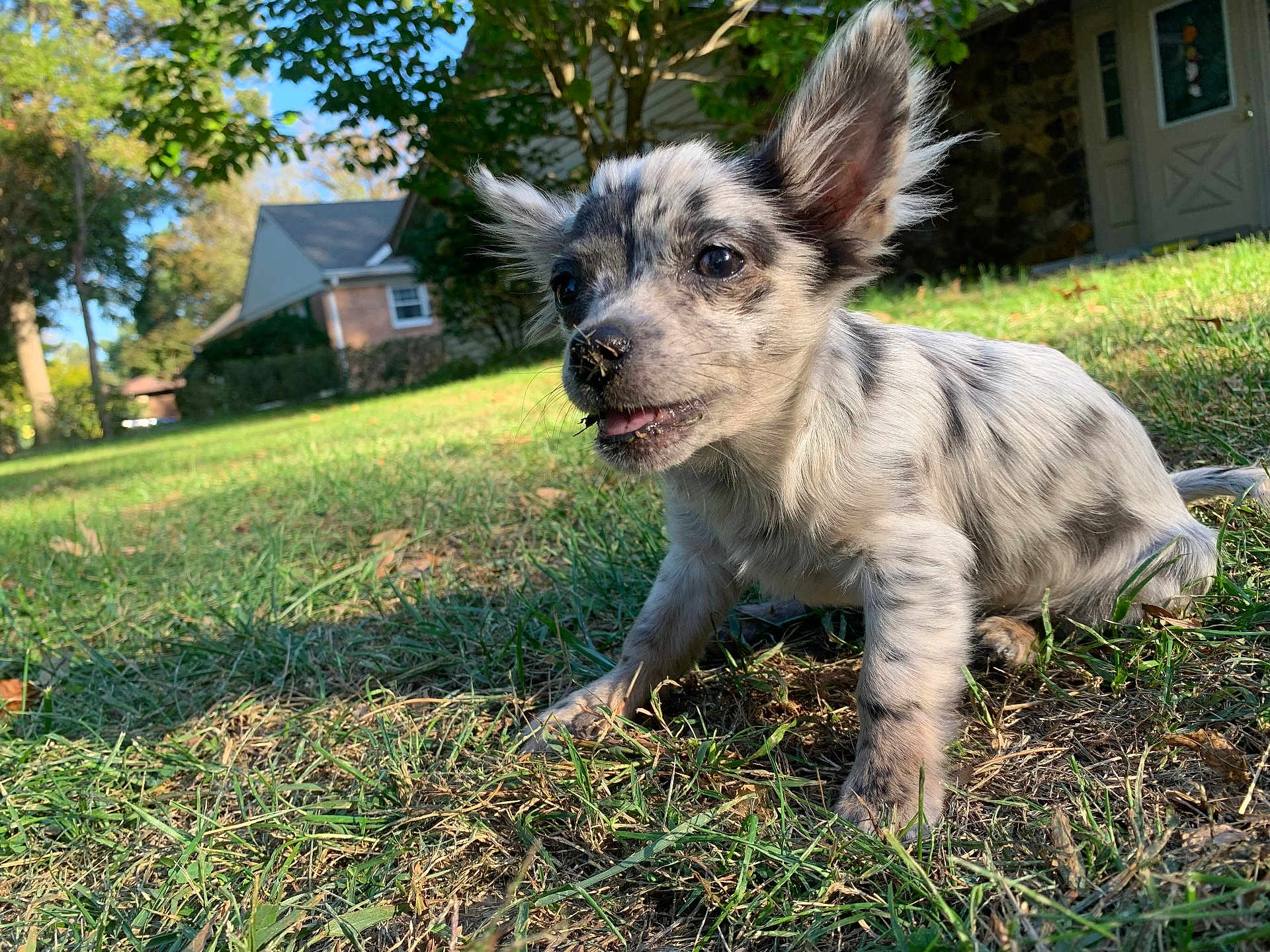 Hay Da Bay Bsy joined the competition — help win amazing prizes! puppy, dog, grass, outdoor, yard, nature, pet, animal, young, cute, playful, sunlight, ears, nose, mouth, fur, suburban, house, tree, daytime