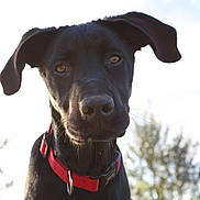 Kio participe au concours pour gagner de l'argent avec cette photo : dog, black_dog, pet, animal, collar, outdoor, sky, tree, canine, portrait, close_up, nature, fur, ears, muzzle, whiskers, daylight, curious, looking, domestic_animal