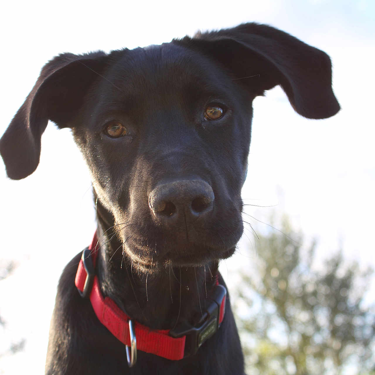 Kio participe au concours pour gagner de l'argent avec cette photo : animal, black_dog, canine, close_up, collar, curious, daylight, dog, domestic_animal, ears, fur, looking, muzzle, nature, outdoor, pet, portrait, sky, tree, whiskers