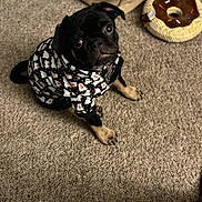 Salem joined the competition — help win amazing prizes! animal, black_fur, carpet, costume, cozy, cute, dog, donut_toy, floor, ghost_pattern, hoodie, indoor, looking_up, pet, plush_toy, pug, puppy, sitting, small_dog, toy_basket