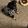 animal, black_fur, carpet, costume, cozy, cute, dog, donut_toy, floor, ghost_pattern, hoodie, indoor, looking_up, pet, plush_toy, pug, puppy, sitting, small_dog, toy_basket