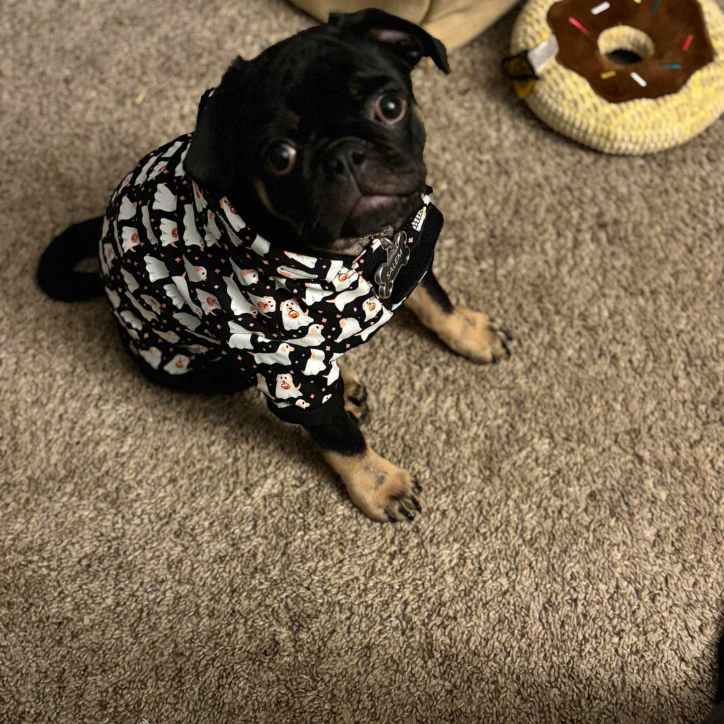 Salem joined the competition — help win amazing prizes! animal, black_fur, carpet, costume, cozy, cute, dog, donut_toy, floor, ghost_pattern, hoodie, indoor, looking_up, pet, plush_toy, pug, puppy, sitting, small_dog, toy_basket