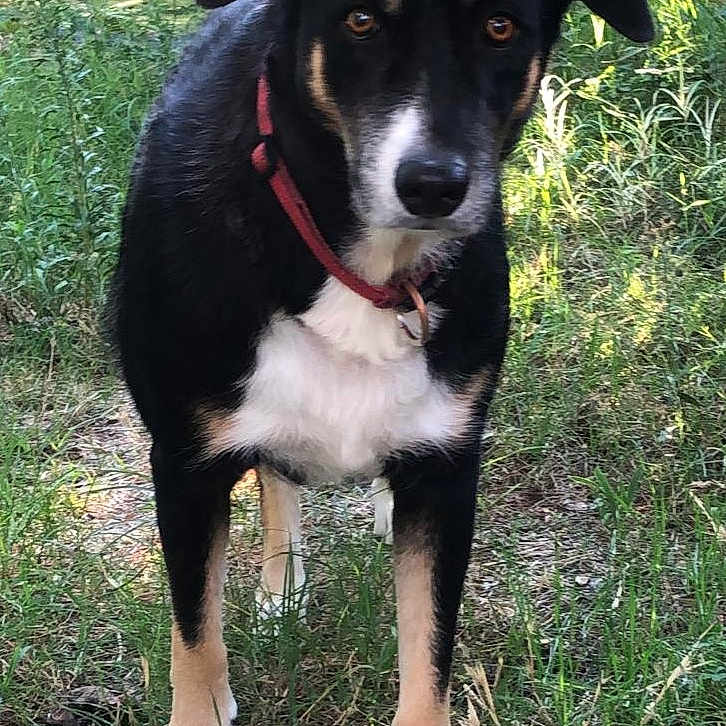 Naya participe au concours pour gagner de l'argent avec cette photo : animal, appenzeller, ball, canine, dog, grass, green, herbal, herbs, hound, husky, labradorretriever, outdoors, pet, plant, puppy, sport, tennis, tennisball, vegetation