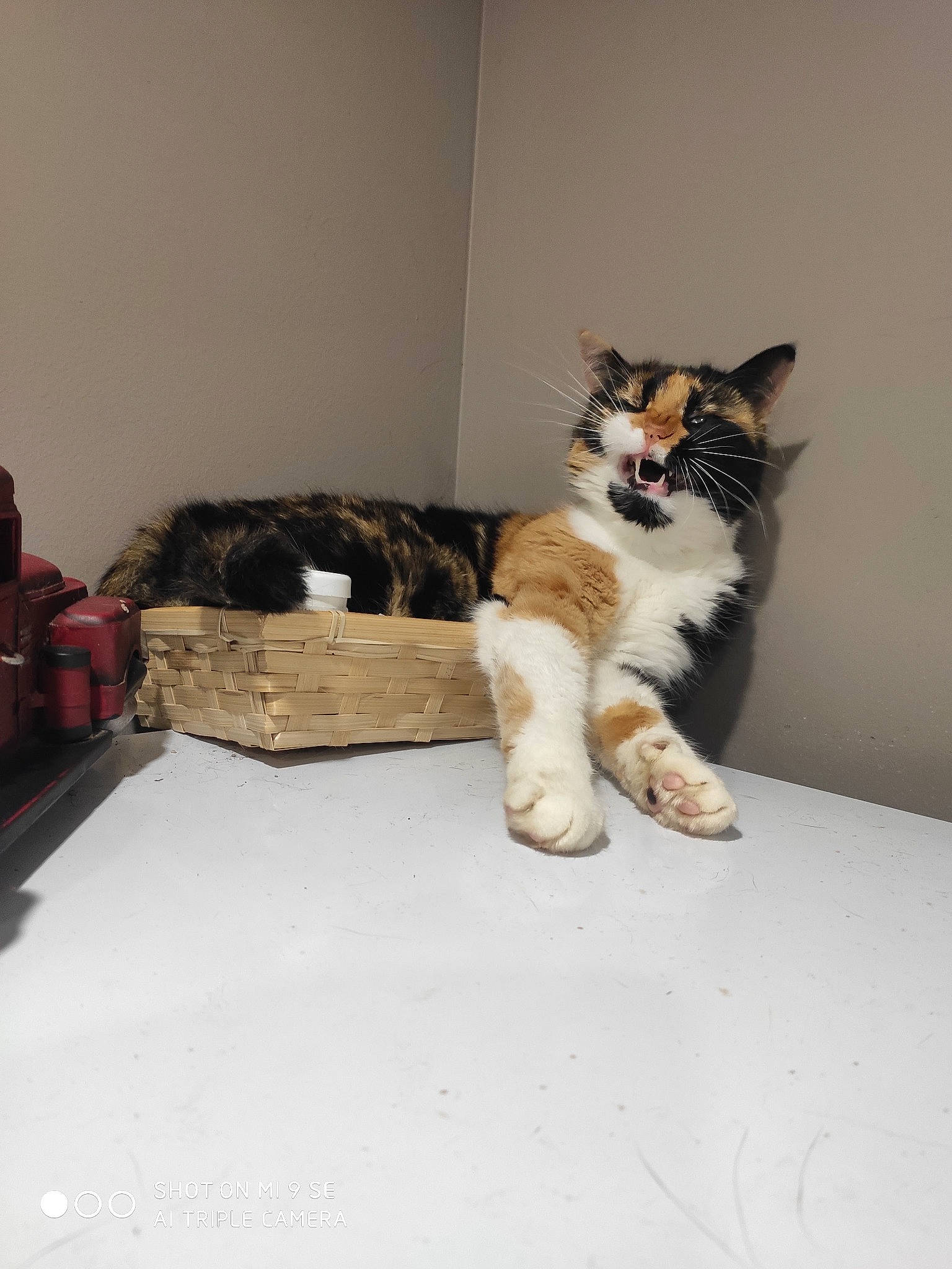 Mishka a rejoint le concours — aidez-le/la à gagner de superbes lots ! bag, cardboard, carnivore, cat, cat_supply, claw, comfort, domestic_short_haired_cat, felidae, flooring, fur, luggage_and_bags, paw, small_to_medium_sized_cats, snout, sporting_group, tail, vertebrate, whiskers, wood