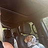 dog, bulldog, pet, animal, car, vehicle, passenger, front_seat, seatbelt, driving, indoors, automobile, window, sunlight, portrait, brown_and_white, short_hair, collar, travel, co_pilot