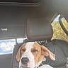 dog, puppy, portrait, close_up, car, vehicle, passenger_seat, leather_seats, headrest, interior, outdoor, sky, clouds, trees, daylight, brown_and_white, floppy_ears, collar, snout, pet