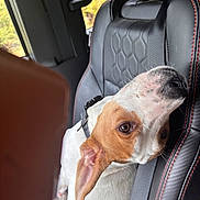 Tink is registered to the contest to win money with this photo: dog, canine, pet, animal, white_and_brown, short_hair, floppy_ears, brown_eye, black_nose, tilted_head, curious, portrait, car, car_seat, seat_belt, leather, vehicle_interior, road_trip, outdoor, sunlight