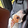 dog, canine, pet, animal, white_and_brown, short_hair, floppy_ears, brown_eye, black_nose, tilted_head, curious, portrait, car, car_seat, seat_belt, leather, vehicle_interior, road_trip, outdoor, sunlight