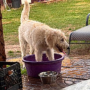 Tj is registered to the contest to win money with this photo: dog, canine, shaggy_dog, cream_fur, long_hair, tongue_out, standing, purple_tub, backyard, patio, grass, outdoor, water_bowl, pet_bowl, patio_furniture, lawn, brick_patio, garden, playful, funny