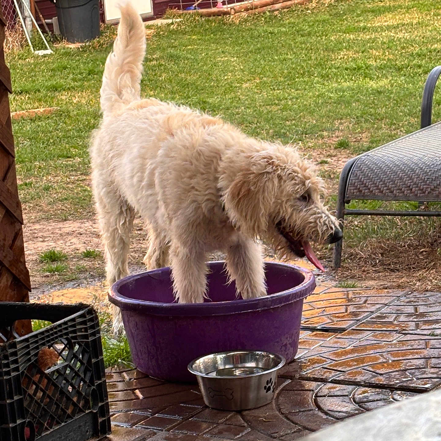 Tj is registered to the contest to win money with this photo: dog, canine, shaggy_dog, cream_fur, long_hair, tongue_out, standing, purple_tub, backyard, patio, grass, outdoor, water_bowl, pet_bowl, patio_furniture, lawn, brick_patio, garden, playful, funny