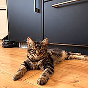 Enrique a rejoint le concours — aidez-le/la à gagner de superbes lots ! cat, tabby, feline, pet, animal, fur, striped, whiskers, ears, eyes, face, lying_down, lounging, wooden_floor, kitchen, cabinets, indoors, portrait, brown, relaxed