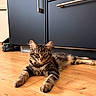 cat, tabby, feline, pet, animal, fur, striped, whiskers, ears, eyes, face, lying_down, lounging, wooden_floor, kitchen, cabinets, indoors, portrait, brown, relaxed