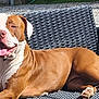 dog, pitbull, pet, outdoors, wicker_chair, sunlit, tongue_out, panting, brown_and_white, muscular, relaxed, paws, collar, close_up, portrait, gravel, lawn, bench, furniture, summer