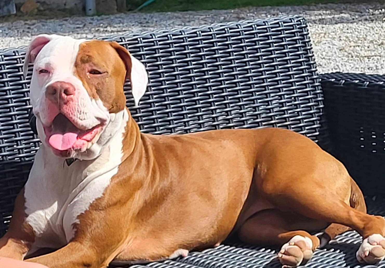 Cookie a rejoint le concours — aidez-le/la à gagner de superbes lots ! dog, pitbull, pet, outdoors, wicker_chair, sunlit, tongue_out, panting, brown_and_white, muscular, relaxed, paws, collar, close_up, portrait, gravel, lawn, bench, furniture, summer