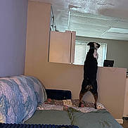 Leo is registered to the contest to win money with this photo: animal, blanket, blinds, collar, couch, cozy, curious, dog, domestic, floor, furniture, home, indoor, living_room, looking, pet, quilt, standing, wall, window