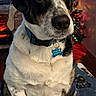 Leo joined the competition — help win amazing prizes! animal, black_and_white, christmas_tree, closeup, collar, companion, cozy, cute, decor, dog, fireplace, fur, holiday, home, indoor, pet, relaxed, sitting, tag, winter