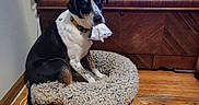 Leo joined the competition — help win amazing prizes! animal, bed, black_and_white_dog, collar, cozy, cute, dog, domestic, floor, flooring, fur, furniture, home, indoor, mischievous, pet, sitting, tissue, vintage_cabinet, wooden_floor