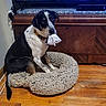 animal, bed, black_and_white_dog, collar, cozy, cute, dog, domestic, floor, flooring, fur, furniture, home, indoor, mischievous, pet, sitting, tissue, vintage_cabinet, wooden_floor