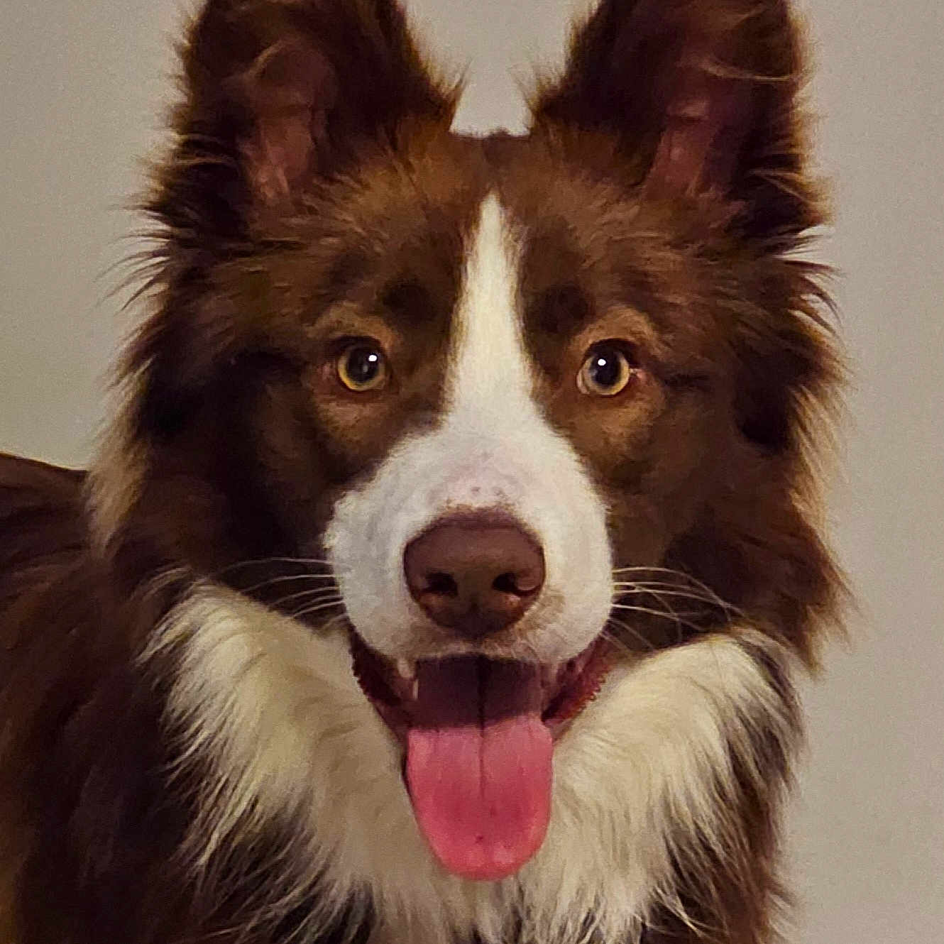Vaiko participe au concours pour gagner de l'argent avec cette photo : animal, ball, bodypart, canine, cockerspaniel, collie, dog, eskimodog, football, husky, mouth, person, pet, puppy, snout, sport, tennis, tennisball, tongue, whitedog