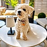 Aïko a rejoint le concours — aidez-le/la à gagner de superbes lots ! collar, cozy, curly_fur, cushions, dog, domestic_animal, fence, fur_texture, lamp, outdoor, patio, pet, plants, relaxing, small_dog, summer, sunlight, table, tag, white_table