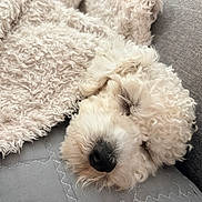 Aïko a rejoint le concours — aidez-le/la à gagner de superbes lots ! blanket, closeup, comfort, couch, cozy, curly_fur, cute, dog, fluffy, fur, home, indoors, nap, pet, relaxed, resting, sleep, sleeping, soft, white