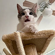 Freddie is registered to the contest to win money with this photo: cat, cat_tree, pet, indoor, ceiling_fan, toy_mouse, curious, wide_eyes, feline, fur, whiskers, paws, animal, looking_down, close_up, household, scratching_post, playful, expression, domestic