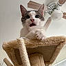 cat, cat_tree, pet, indoor, ceiling_fan, toy_mouse, curious, wide_eyes, feline, fur, whiskers, paws, animal, looking_down, close_up, household, scratching_post, playful, expression, domestic