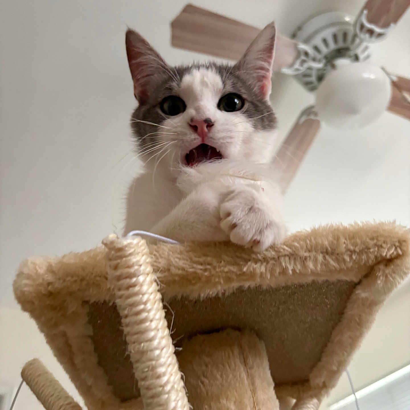 Freddie