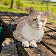 Gribouille a rejoint le concours — aidez-le/la à gagner de superbes lots ! animal, blurred_background, cat, closeup, countryside, daylight, ears, eyes, feline, fur, greenery, nature, outdoor, paws, peaceful, pet, portrait, relaxing, sunlight, wooden_table