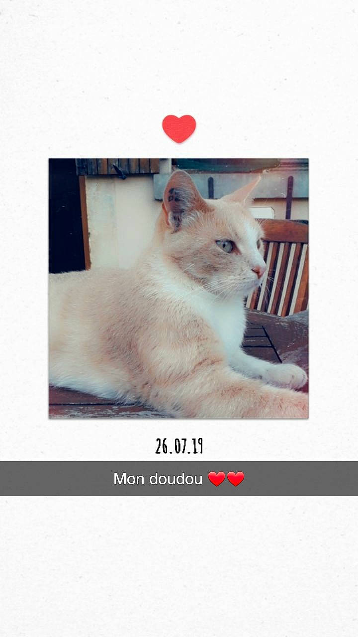 Gribouille a rejoint le concours — aidez-le/la à gagner de superbes lots ! carnivore, cat, felidae, kitten, paw, photo_caption, photography, ragdoll, small_to_medium_sized_cats, snapshot, turkish_angora, whiskers