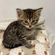 Django a rejoint le concours — aidez-le/la à gagner de superbes lots ! kitten, tabby, cat, feline, pet, animal, cute, fur, whiskers, ears, eyes, blanket, sheep_pattern, soft, indoor, young, small, adorable, sitting, curious